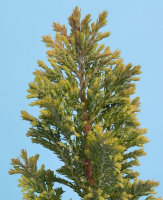 Elwoodii 1 (R)